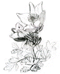 Korai k�k�rcsin (Pulsatilla vernalis)