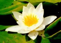 Feh�r t�nd�rr�zsa (Nymphaea alba)